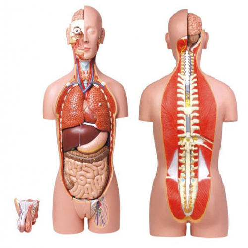 男、女兩性人體背部開放式半身軀干模型（87cm/27件）